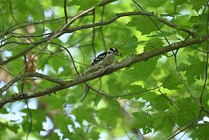 Woodpecker, Downy, 2025-07199712 Tower Hill Botanic Garden, MA